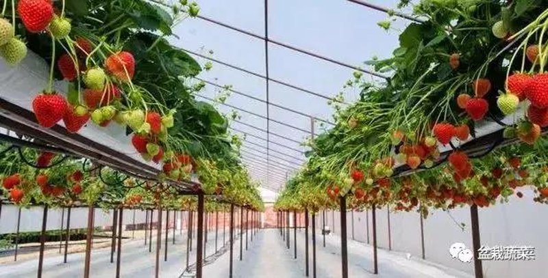 深圳市五洲田农业科技开发有限公司,专注于农业科技创新与应用的企业名称汇总